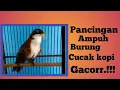 Pancingan Ampuh Suara Burung Cucak Kopi gacor!!!