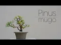 Download Lagu Nusrery Pinus mugo FULL Styling - Arkefthos Bonsai