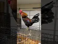 Download Lagu Hari pertama Ayam Jantan saya dengan Pemanggil Tanpa Gagaknya
