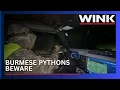 Hunters plunge into Everglades as 2025 Florida Python Challenge begins