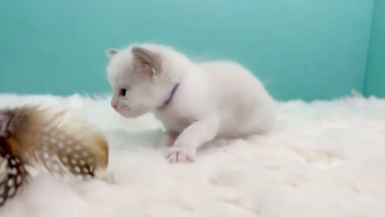 動画