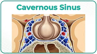 Cavernous Sinus Anatomy Animation : Tributaries, Communications and Cavernous sinus thrombosis