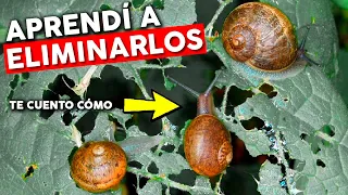 How to eliminate SNAILS and SLUGS. What WORKS and what DOESN'T?
