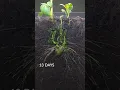 Download Lagu Potato growing underground