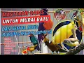 Download Lagu MASTERAN SADIS UNTUK MURAI BATU DAN SEMUA JENIS BURUNG KICAU LAINNYA