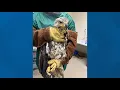 Eagles released back into the wild after being rescued from Loudoun County landfill