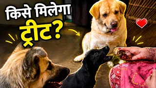 kise milegi treat 😜 || labra rubi || #youtube #video #labrador #dog #vlog 