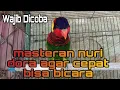 masteran nuri dora bicara sangat cocok buat melatih nuri dora agar cepat bicara