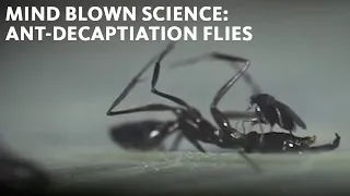Mind Blown Science A New Type of Ant-decapitation in Phorid Flies