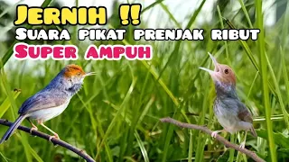 suara pikat prenjak kepala merah ribut paling jernih super ampuh