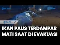 Lagu Ikan Paus Terdampar di Petasia Morowali Utara Mati saat Proses Evakuasi