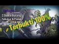Suara Burung Tekukur \u0026 Punai Untuk Pikat