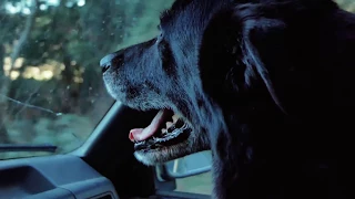 Sick As a Dog – Sink or Swim 57