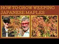 How to grow weeping Japanese maples in pots or the garden