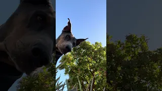 #Fyp #doberman #pets #dream #YouTube
