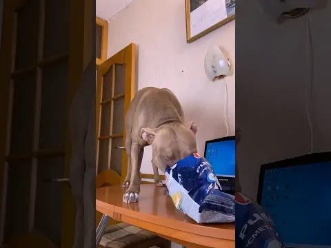 Джина меня обхитрила😂