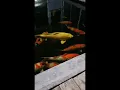 Download Lagu mix all koi mix one pond koi fish exspensive koi - amazing koi fish exspensive fish in the world
