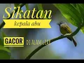 Download Lagu Kicau merdu SIKATAN KEPALA ABU di hutan~ Grey-headed Canary Flycatcher ~ Birds of Bali