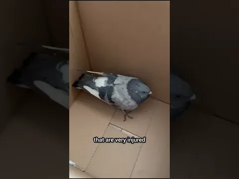 Rescuing Another Pigeonπ¦ββ¬