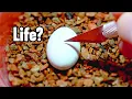 Hatching Random Eggs from Pet Store