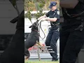 Former MTA Police Dog dies at 7