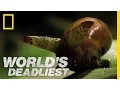 Lagu Zombie Snails | World's Deadliest