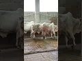 Download Lagu #cattleworld #bull #animals #bullfarm #cow #naveedcattlefarm #qurbanvlogs #sahiwalbreed #cattlefarm