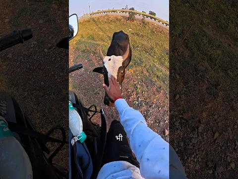 😱 हाईवे के बीच अचानक मिली गाय माता 🐄🙏 फिर जो किया दिल छू जाएगा ❤️ | Cow helping video| #cow #help