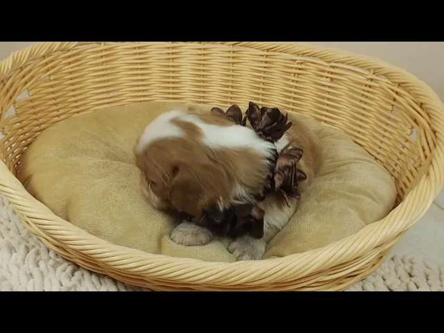 動画