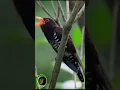 BURUNG VIOLET CUCKOO🤩😎 #shorts #kicaumania #birdsworld #birdslover #masteranburung #masteranhandal