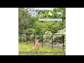 Yaheetech Dog Playpen Review Is It the Perfect Pet Fence for Indoor Outdoor Use