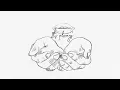 Shawn Mendes - Always Been You (Lyric Video)