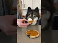 Download Lagu How To Make Pumpkin Pie For Dogs! #shorts