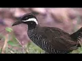 Download Lagu Mantap ‼️ Suara pikat burung sintar ladang | sintar semak | burung padi mandar #suaraburung