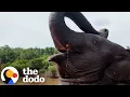 Download Lagu Baby Elephant Runs To Greet The Guy Who Saved Her And Her Mom | The Dodo