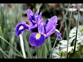 Iris Classification Project