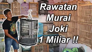 Download Tips Rawatan \u0026 Memilih Murai Batu bakalan menurut Joki 1 M. MP3