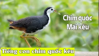 Download Tiếng chim quốc mái kêu - chim cuốc - bird sound MP3