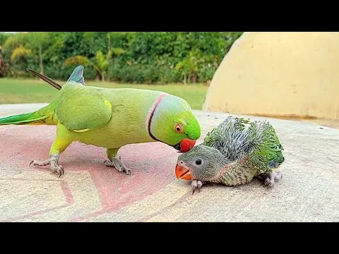 Download MP3 Talking Ringneck Parrot Greeting Baby Parrot