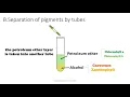 Lab 2 Extraction of Pigments 1st year Biology 2021