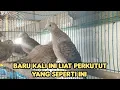Lagu BARU KALI INI LIAT PERKUTUT YANG SEPERTI INI 