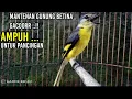 Download Lagu burung mantenan betina gacor AMPUH untuk pancingan