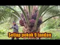 Download Lagu Panen sawit pokok rendah || rata-rata 9 tandan yang masak 