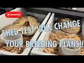 SHED TESTING HAS REVOLUTIONIZED BALL PYTHON BREEDING AN HONEST OPINION