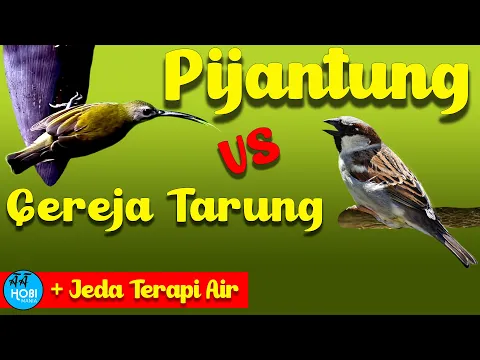 Download MP3 MASTER Pijantung VS Gereja Tarung + Jeda Terapi Air