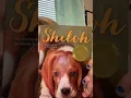 Book review Shiloh Phyllis Reynolds Naylor