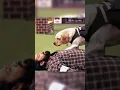Lagu Dog and his Owner movies hindi 777 Charlie |charlie got champion award #doglover #charlie #trending