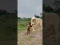 Download Lagu Singa Albino Ini Anggap Anjing Sebagai Ibu Kandungnya! #KisahEmosional  #shortsviral