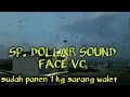 Download Lagu Sp dollar sound face vc  sudah panen 1 kg sarang walet
