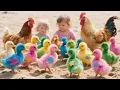Download Lagu Menangkap Ayam Lucu, ayam warna warni, ayam rainbow, kelinci lucu, bebek, Hewan Lucu